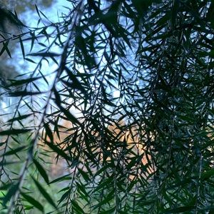 Meet your Posher, Jett